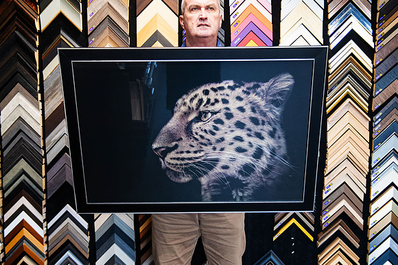 Large leopard portrait artwork reframed in a contemporary black picture frame with subtle silver inner detail after the original frame was damaged in a fall.