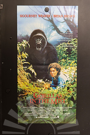 Gorillas in the Mist Australian Daybill showing an open-mouthed gorilla beside Sigourney Weaver among green foliage, with misty trees behind and a red title below.
