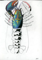 Drawn From here page by - Lana Cooper146